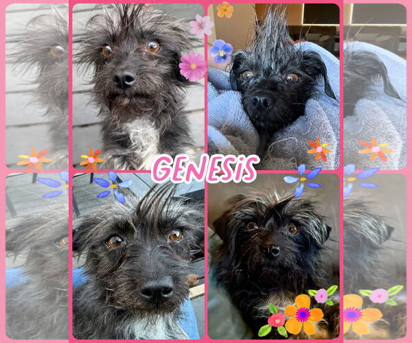 Medium Photo #4 Poodle (Toy)-Unknown Mix Puppy For Sale in Littleton, CO, USA