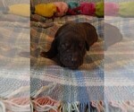 Small Photo #11 Great Dane Puppy For Sale in SPRAGGS, PA, USA