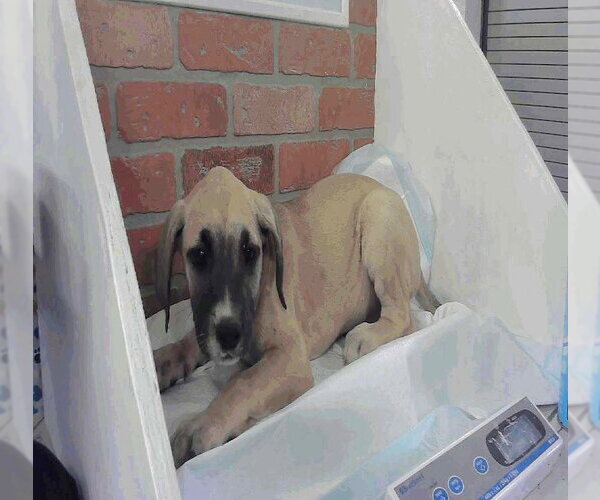 Medium Photo #1 Great Dane Puppy For Sale in Bullard, TX, USA