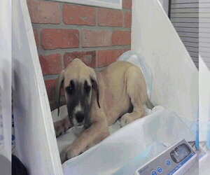 Great Dane Dogs for adoption in Bullard, TX, USA