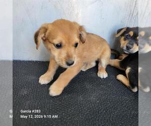 American Staffordshire Terrier-Unknown Mix Dogs for adoption in San Antonio, TX, USA