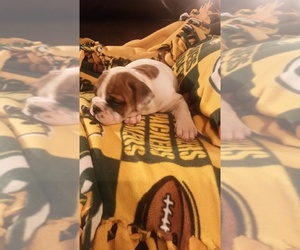 English Bulldog Puppy for sale in PINE CITY, NY, USA