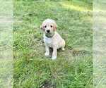Small Photo #9 Aussiedoodle-Labradoodle Mix Puppy For Sale in BRYANTOWN, MD, USA