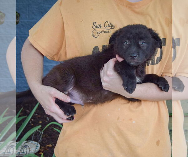 Medium Photo #7 Australian Shepherd-Unknown Mix Puppy For Sale in Huntley, IL, USA