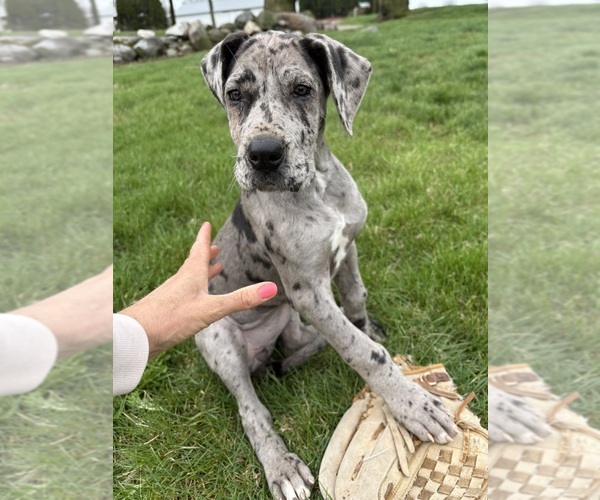 Medium Photo #3 Great Dane Puppy For Sale in MIDDLEBURY, IN, USA