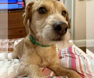 Mutt Dogs for adoption in Spring Lake, NC, USA