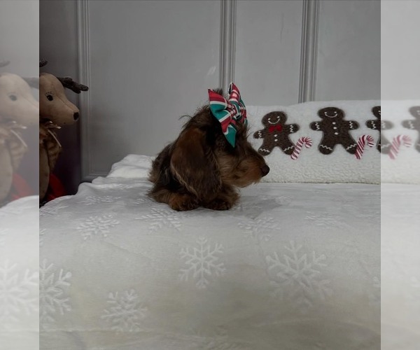 Medium Photo #1 Dachshund Puppy For Sale in CHARLOTTE, NC, USA