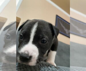 Aquarius - Male Labrador Retriever-Unknown Mix Dog for Adoption - Photo #2