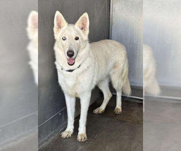 Medium Photo #2 Siberian Husky Puppy For Sale in San Bernardino, CA, USA