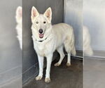 Small #1 Siberian Husky