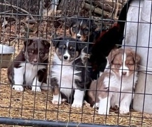 Australian Shepherd Puppy for sale in FAIRFIELD, IL, USA