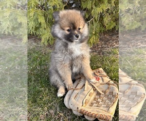 Pomeranian Puppy for sale in MIDDLEBURY, IN, USA