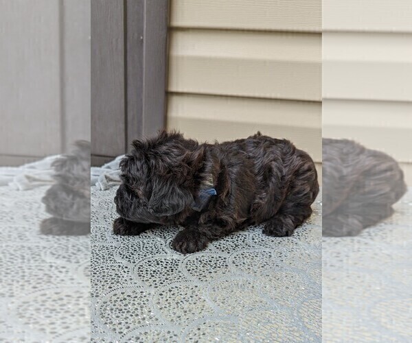 Medium Photo #1 YorkiePoo Puppy For Sale in DUNNVILLE, KY, USA