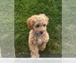 Small #4 Cavapoo (Miniature)