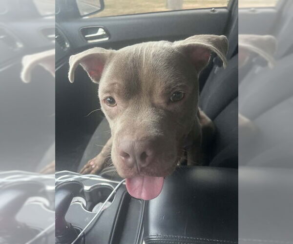 Medium Photo #2 Mutt Puppy For Sale in Louisville, KY, USA