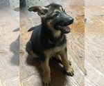 Small Photo #5 German Shepherd Dog Puppy For Sale in BURBANK, IL, USA