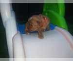 Small Photo #13 Australian Shepherd-Cavalier King Charles Spaniel Mix Puppy For Sale in HOWLAND, OH, USA