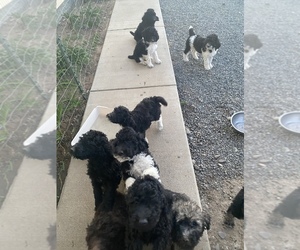 Poodle (Standard) Puppy for sale in WAPATO, WA, USA