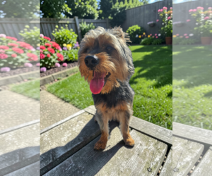 Mutt Dogs for adoption in McKinney, TX, USA