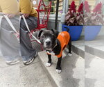 Small #1 Mutt