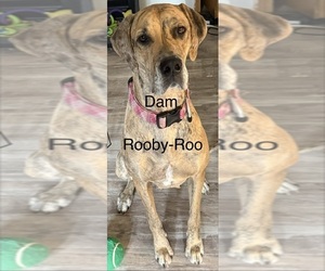 Mother of the Great Dane puppies born on 04/21/2026