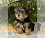 Small #10 Morkie