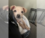 Stuart - Male Chihuahua Dog for Adoption - Small photo