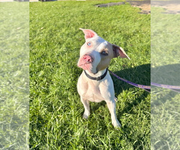 Medium Photo #3 Mutt Puppy For Sale in Gloversville, NY, USA