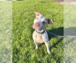 Jordan - Female Mutt Dog for Adoption - Photo #3