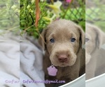 Small Photo #14 Labrador Retriever Puppy For Sale in HARLEM, GA, USA