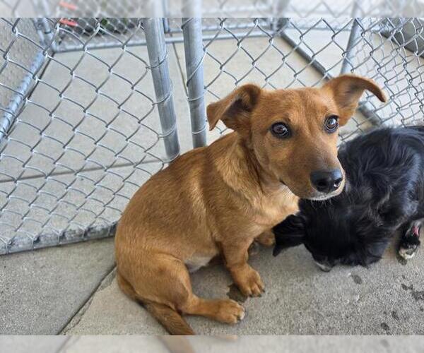 Medium Photo #1 Chihuahua-Unknown Mix Puppy For Sale in Bakersfield, CA, USA