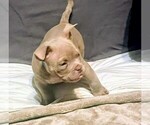 Small Photo #3 American Bully Puppy For Sale in SACRAMENTO, CA, USA