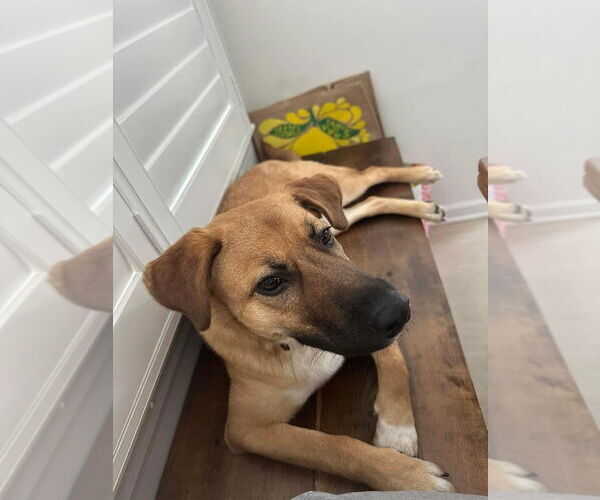 Medium Photo #1 Mutt Puppy For Sale in New York, NY, USA