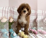 Small #6 Goldendoodle (Miniature)