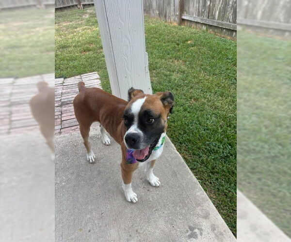 Medium Photo #1 Boxer Puppy For Sale in  Katy, TX, USA