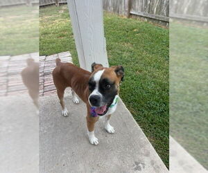 Boxer Dogs for adoption in Katy, TX, USA