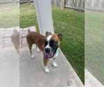 Small Boxer