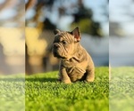 Small #2 French Bulldog