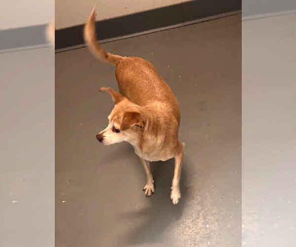 Medium Photo #3 Chihuahua-Unknown Mix Puppy For Sale in Rockaway, NJ, USA