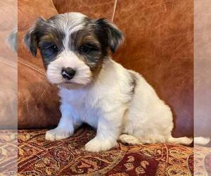 Biewer Terrier-Morkie Mix Puppy for sale in OTTAWA, KS, USA
