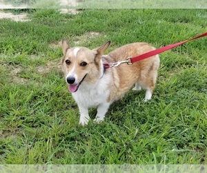 Mother of the Pembroke Welsh Corgi puppies born on 09/24/2020