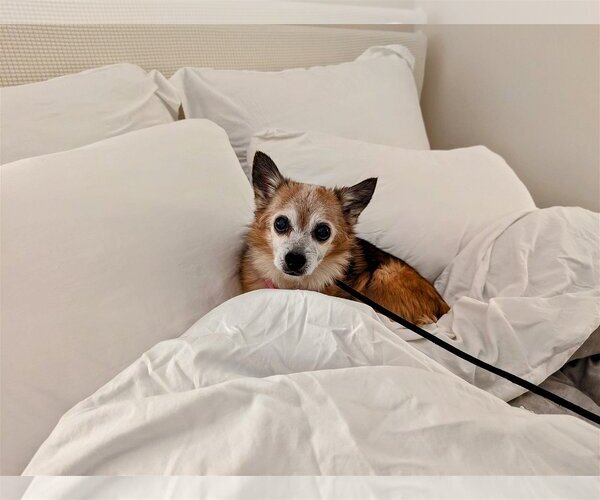 Medium Photo #4 Chihuahua Puppy For Sale in  Ramona, CA, USA