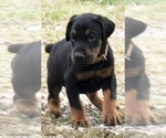Puppy Jax Doberman Pinscher