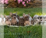Millie - Female French Bulldog Puppy for Sale - Photo #2