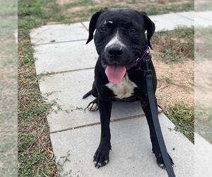 American Pit Bull Terrier Dogs for adoption in Aurora, CO, USA