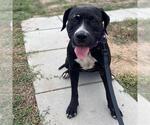 FLAPJACK - Female American Pit Bull Terrier Dog for Adoption - Small photo