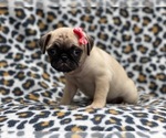 Small Photo #12 Pug Puppy For Sale in LAKELAND, FL, USA