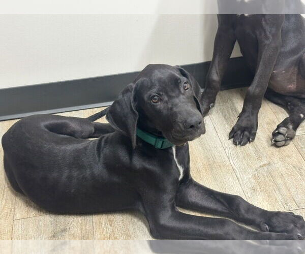 Medium Photo #3 Great Dane Puppy For Sale in Bullard, TX, USA