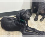 Small #2 Great Dane