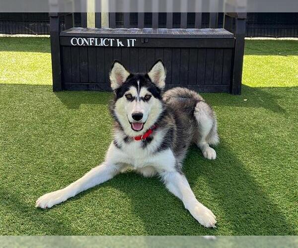 Medium Photo #3 Siberian Husky Puppy For Sale in Orange, CA, USA